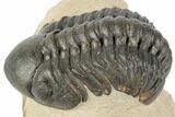 Detailed Reedops Trilobite - Morocco #194301-1